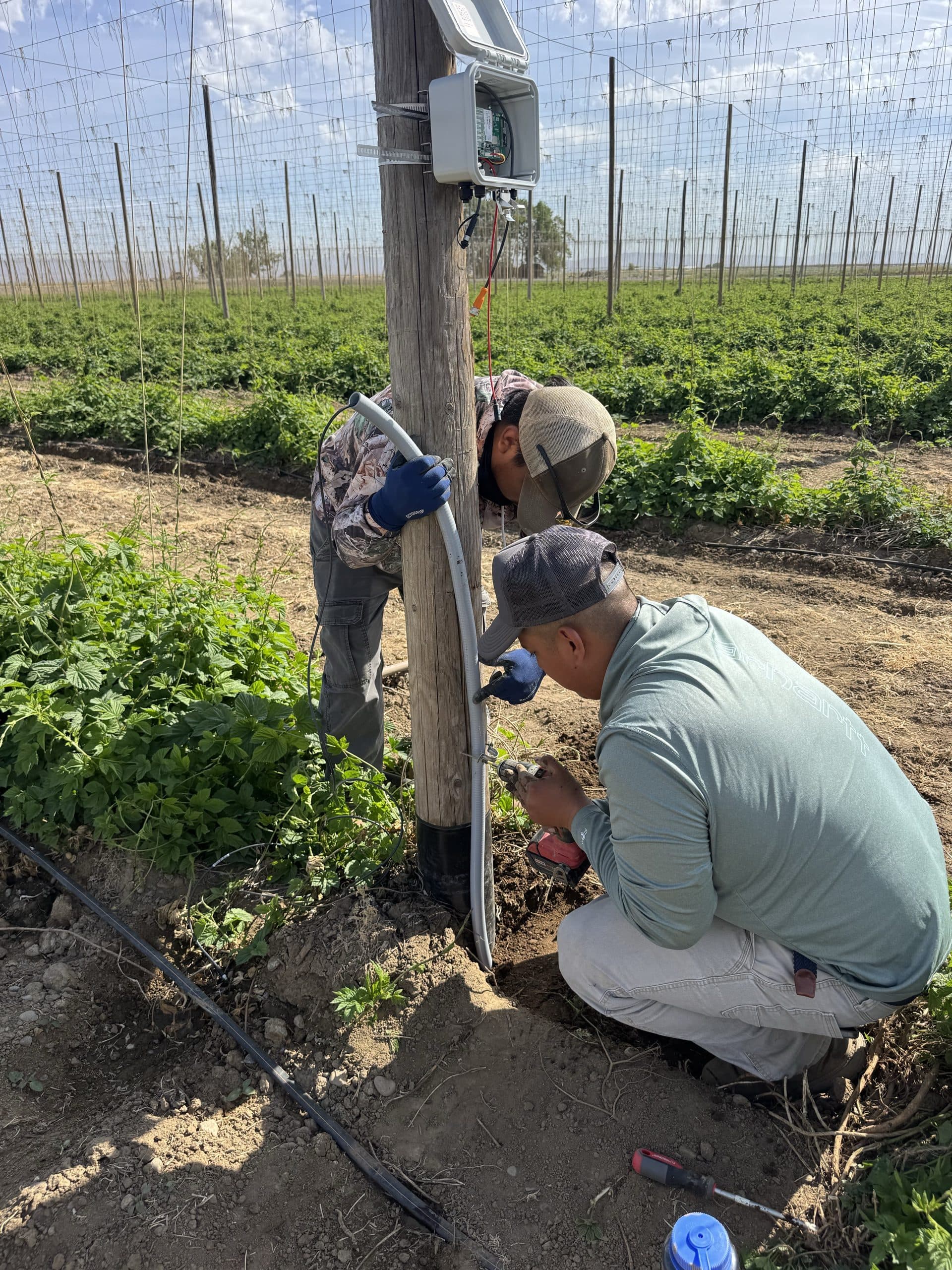 Growers installing Vital telemetry conduit and enclosure on a hop pole