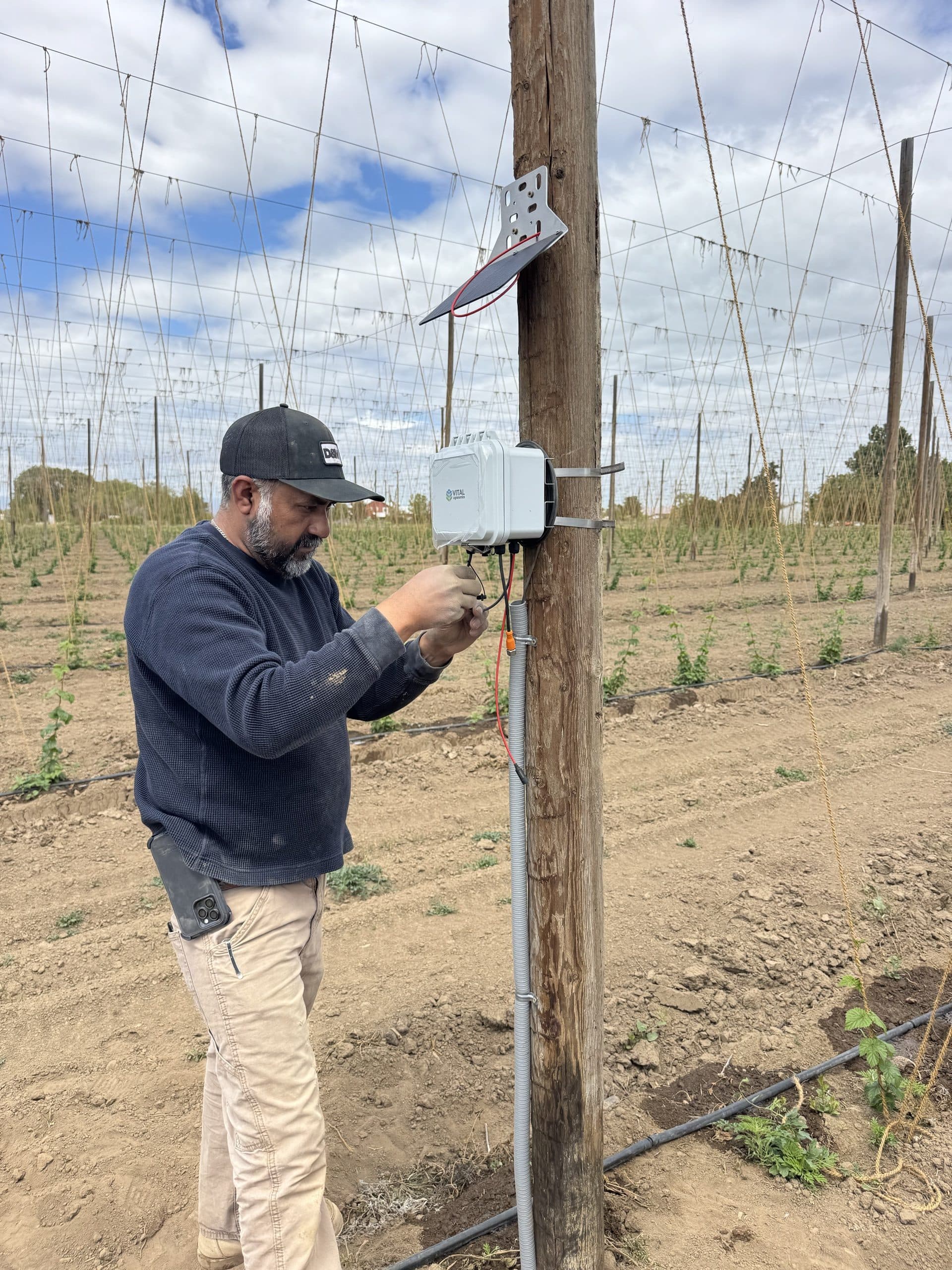 Grower connecting a Vital telemetry enclosure and solar panel on a hop pole