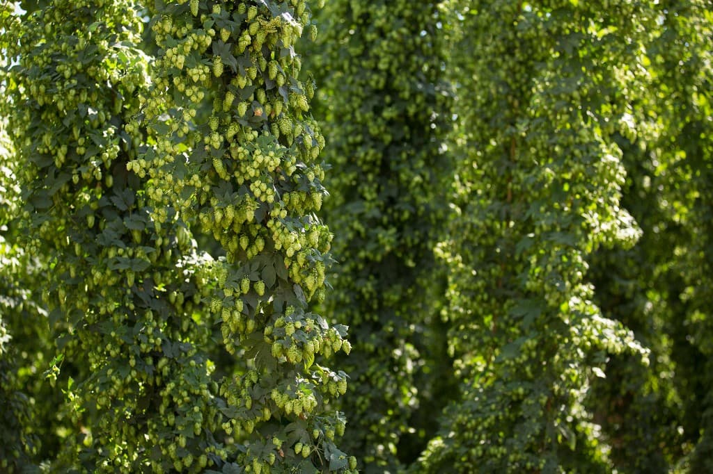 Healthy hop cones on trellised vines in a Pacific Northwest hop yard