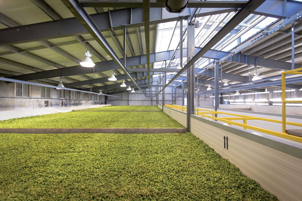 Fresh hops drying on the floor of a Pacific Northwest hop kiln