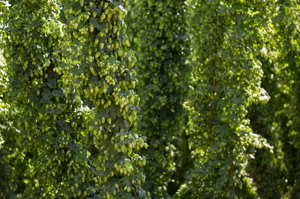 Healthy hop cones on trellised vines in a Pacific Northwest hop yard